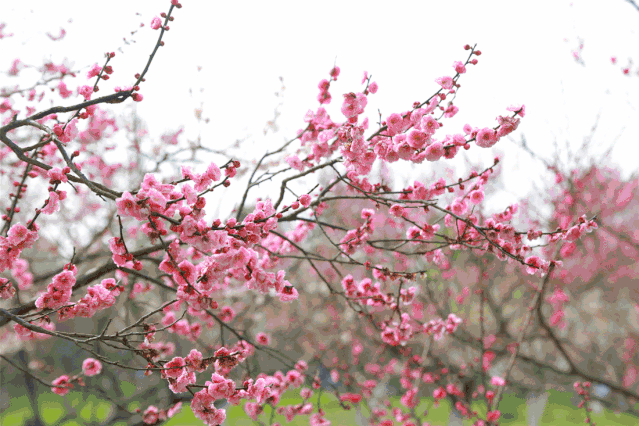 598c99af2aad5325ca44ab810ef95a5f-sz_383386