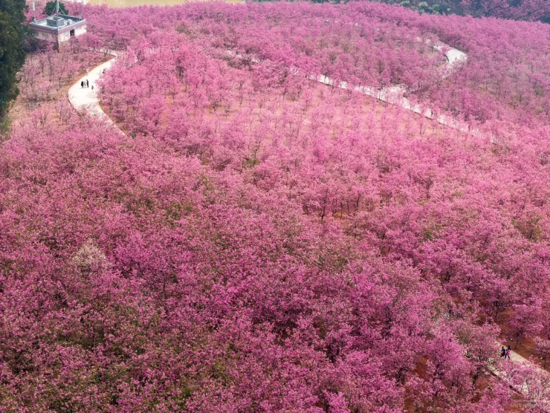 63d4260dc577c3cff44f46c0cb4eb050-sz_3786225-1