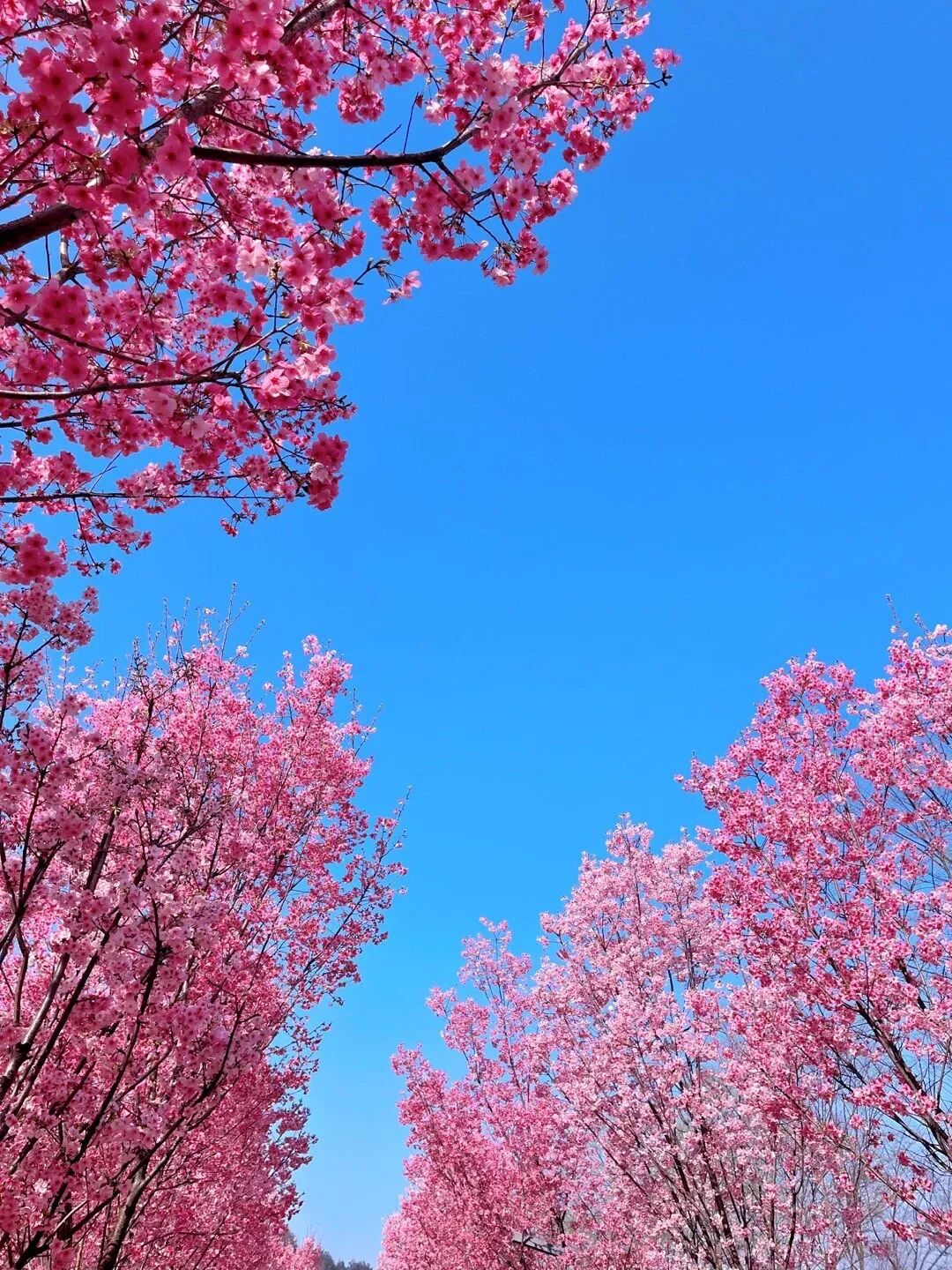 金华·樱花大道·义乌·小商品城·全新豪华·五星酒店3日578·雷迪森广场国际·景观大房45m²·中西自助早·神丽峡·江南第一家~