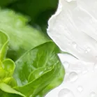 64bf82cac837ee49fccf6b072cf1ebcb_sz-1143469-4