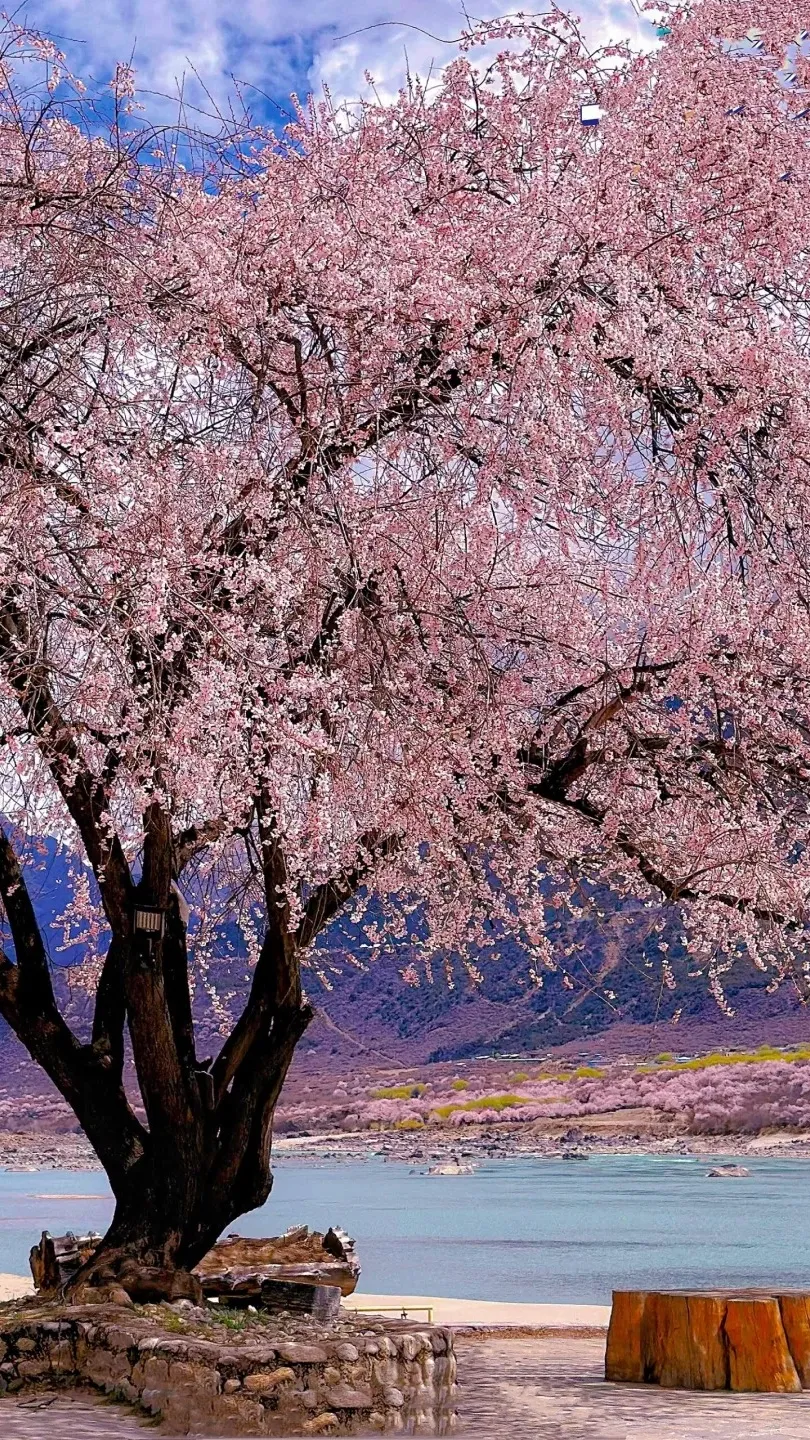 6663d313d1fe8a6253b67fc3908e219f-sz_914846