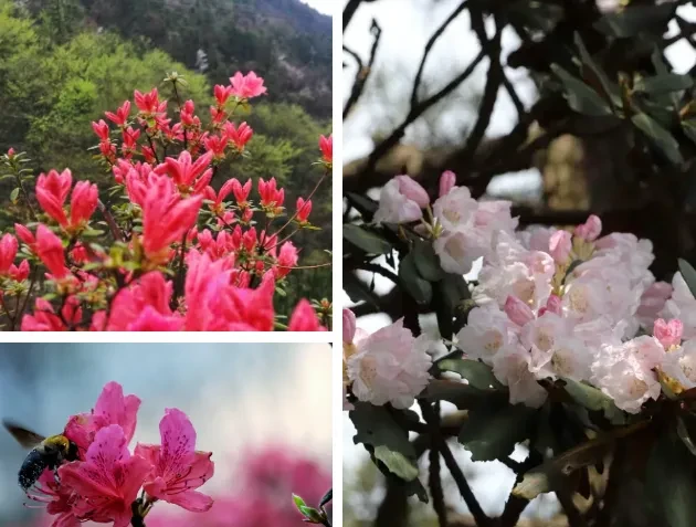 6829a234018ba7be5e3361f743f62c26-sz_538109