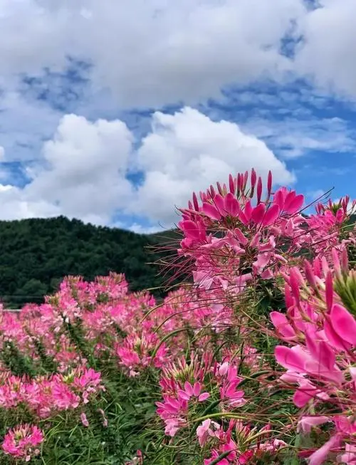 6901256e8ccc83a1b22e2f5bcb6b175c-sz_68147