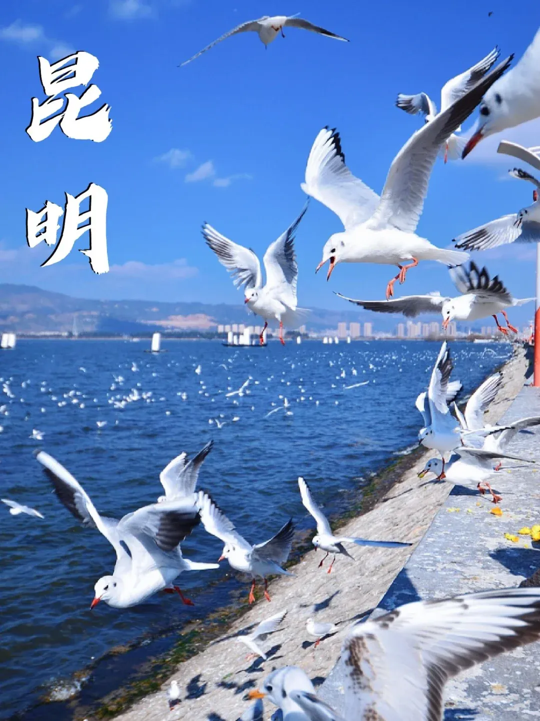 6c18936030980a6d5e96da9f3ffbea00-sz_1676967-1