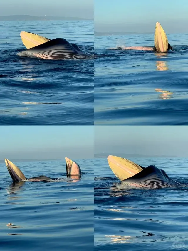 6c8e62b2cec017c038c52fc7009312d3-sz_130911