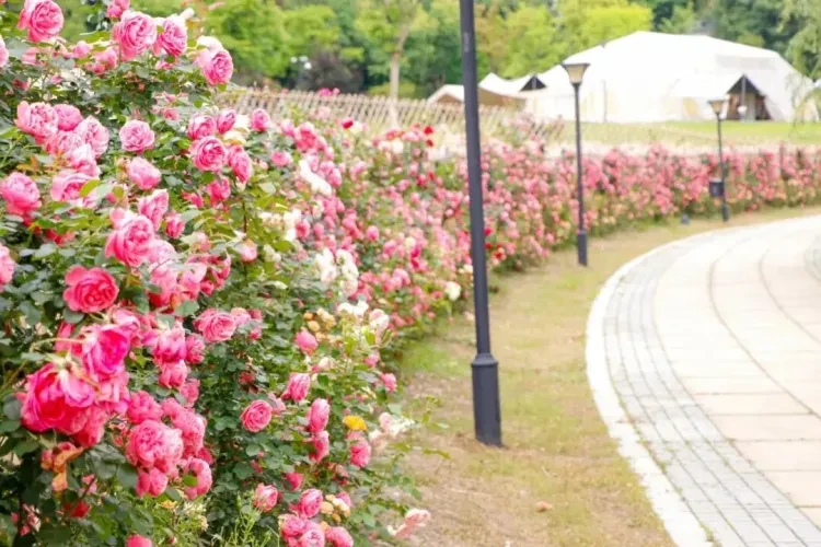 6ca9cd894afb8e860cc316a736a12d02-sz_156779