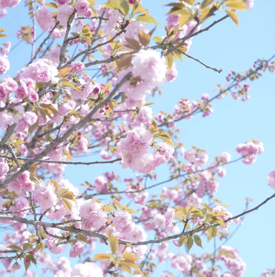 6e751adbaf8b8ffa75e174191e5db524-sz_1315427