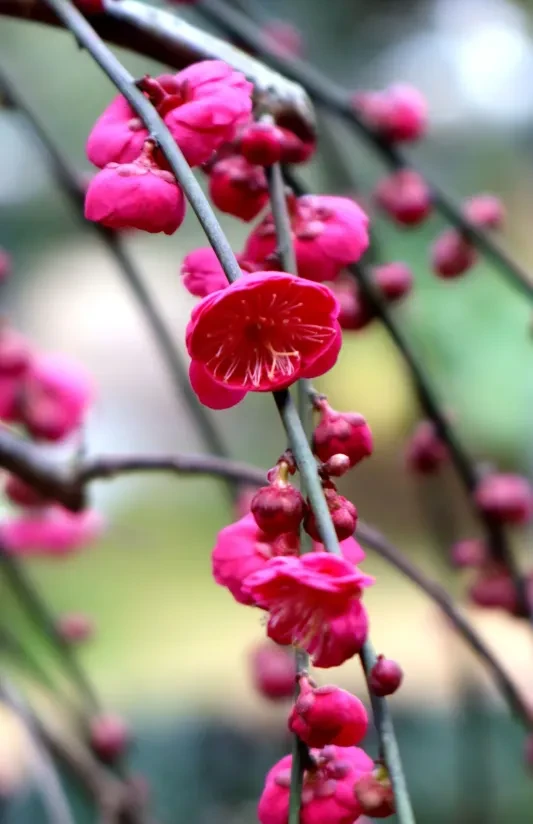 6f286dabb6e57bd85220ee12ad828433-sz_1042186-1