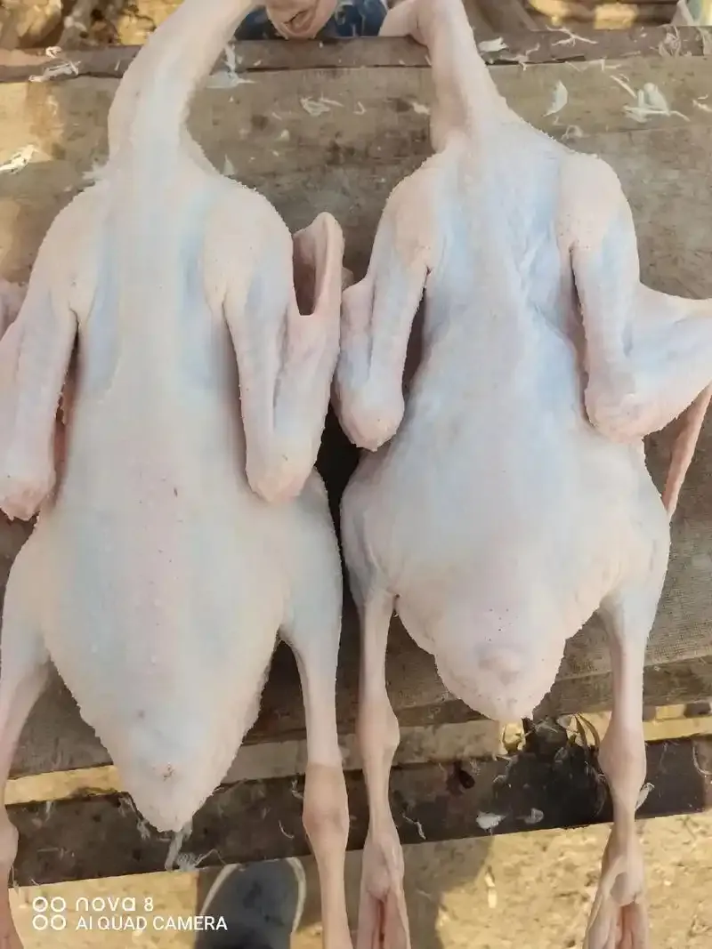 6fc5086e00d437702c4cd33a9953522c-sz_1178349-1