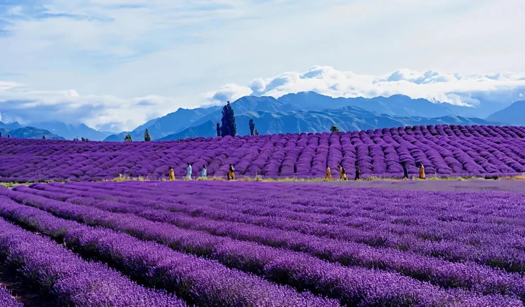 732e3a95253d6d90602b97683ca5a693-sz_366731 732e3a95253d6d90602b97683ca5a693-sz_366731