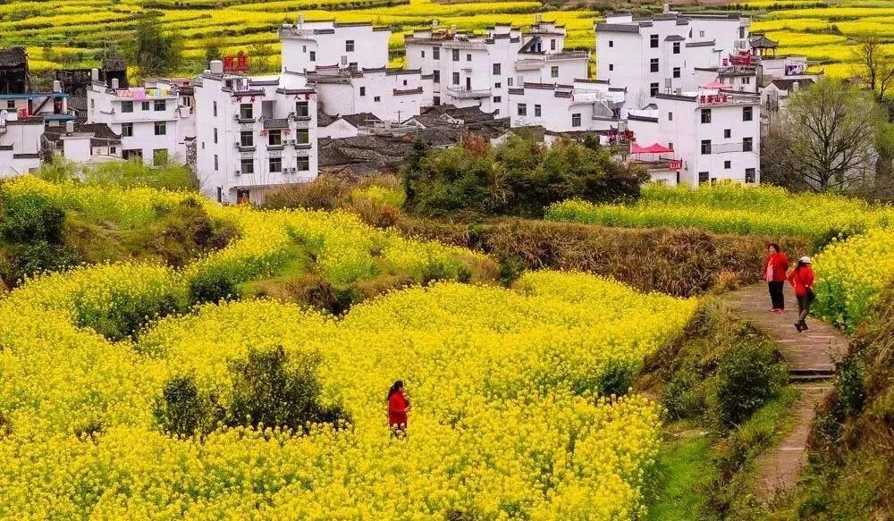 78ab544bd369cc7911f99fae968e85a5-sz_237796-1