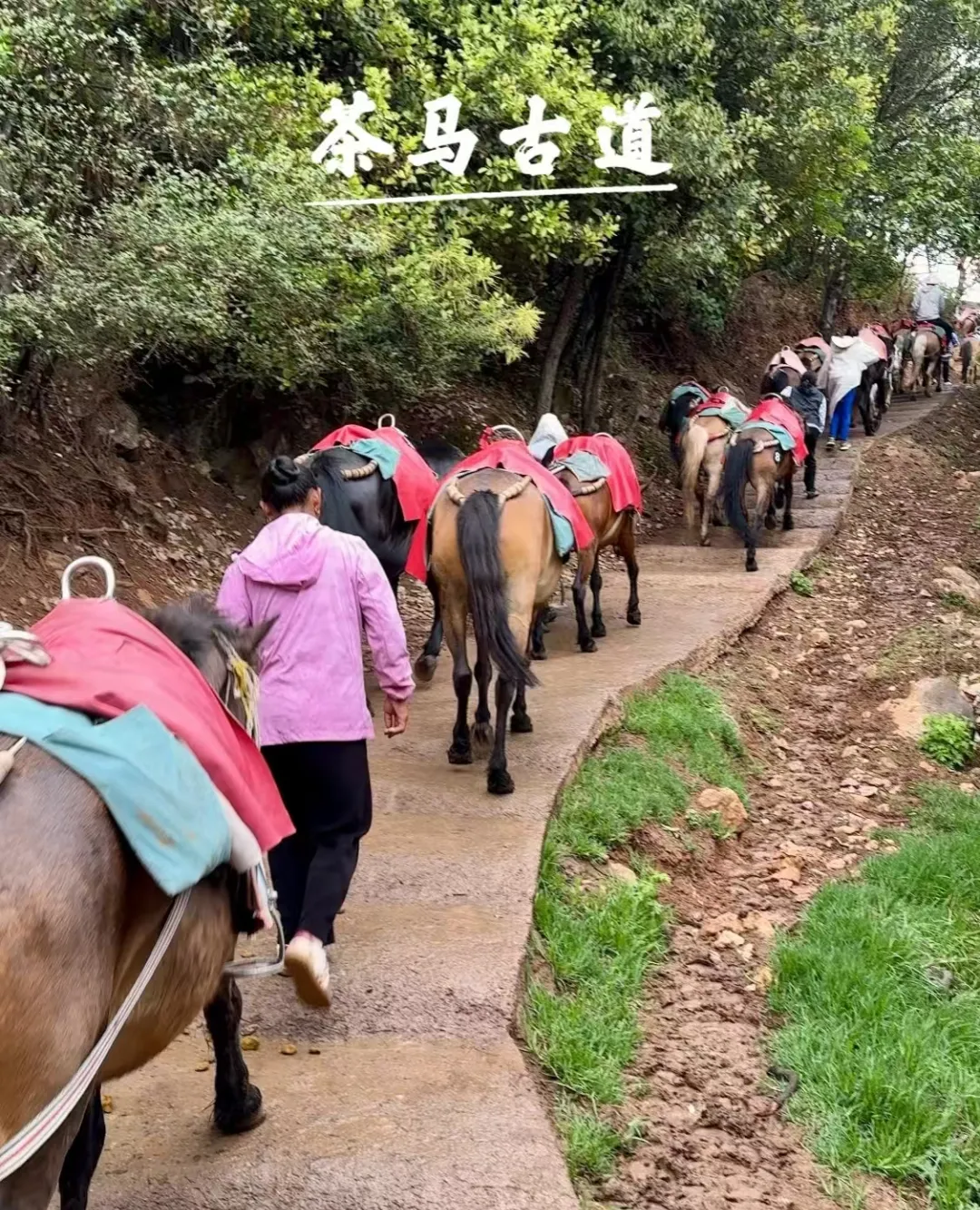 78b82604716bc51a3a616527dc2b8564-sz_1510404