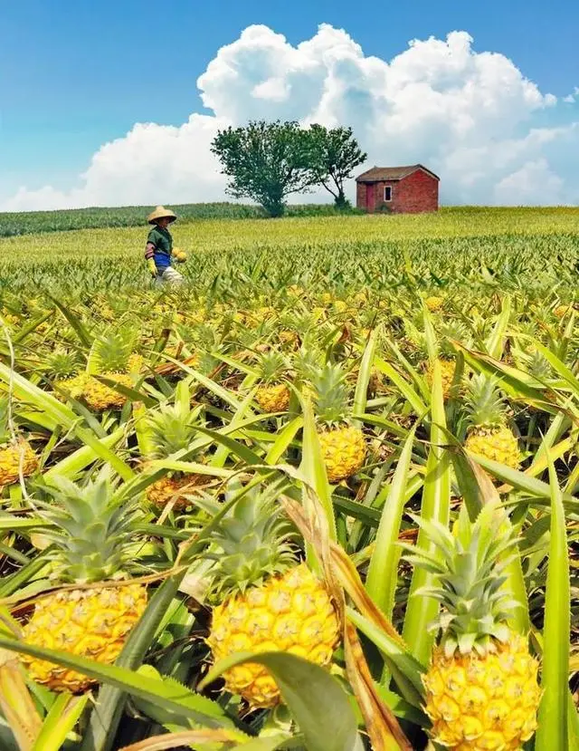 797fa2502fe5b72ee07bf99b2ae2abd5-sz_130375