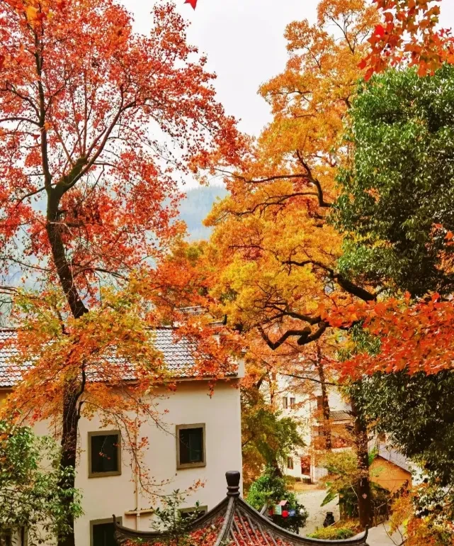 7a6d6045ee66ea9541f3ec5913a30aac-sz_1551568 7a6d6045ee66ea9541f3ec5913a30aac-sz_1551568