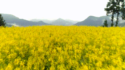 7cf254d08a18129bba1c16e058d7a909-sz_1427173