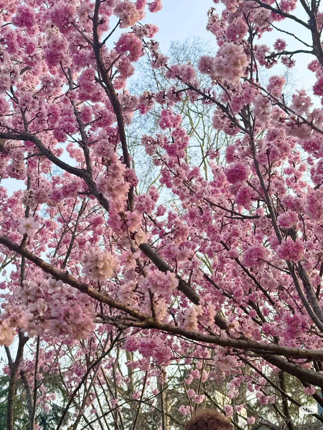 7d7f1bcef864ad14e4d4e3148d39056d-sz_2525607