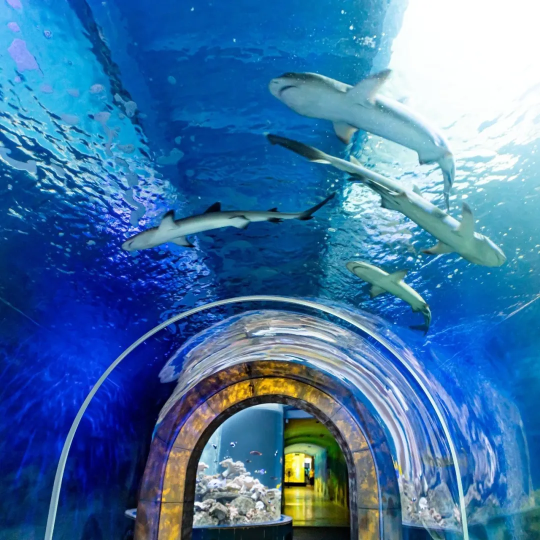 83cb16f825334295b349cf2e16d28684-sz_326615