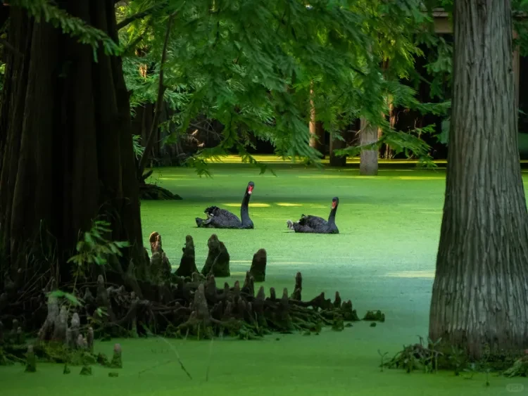 85837fa7f0c832276e2c52ff3f3fbc7c-sz_2833480