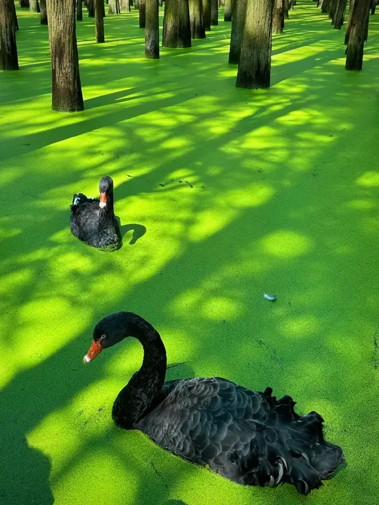 86e9d8b427e9aa554d999b922045c27f-sz_3697332