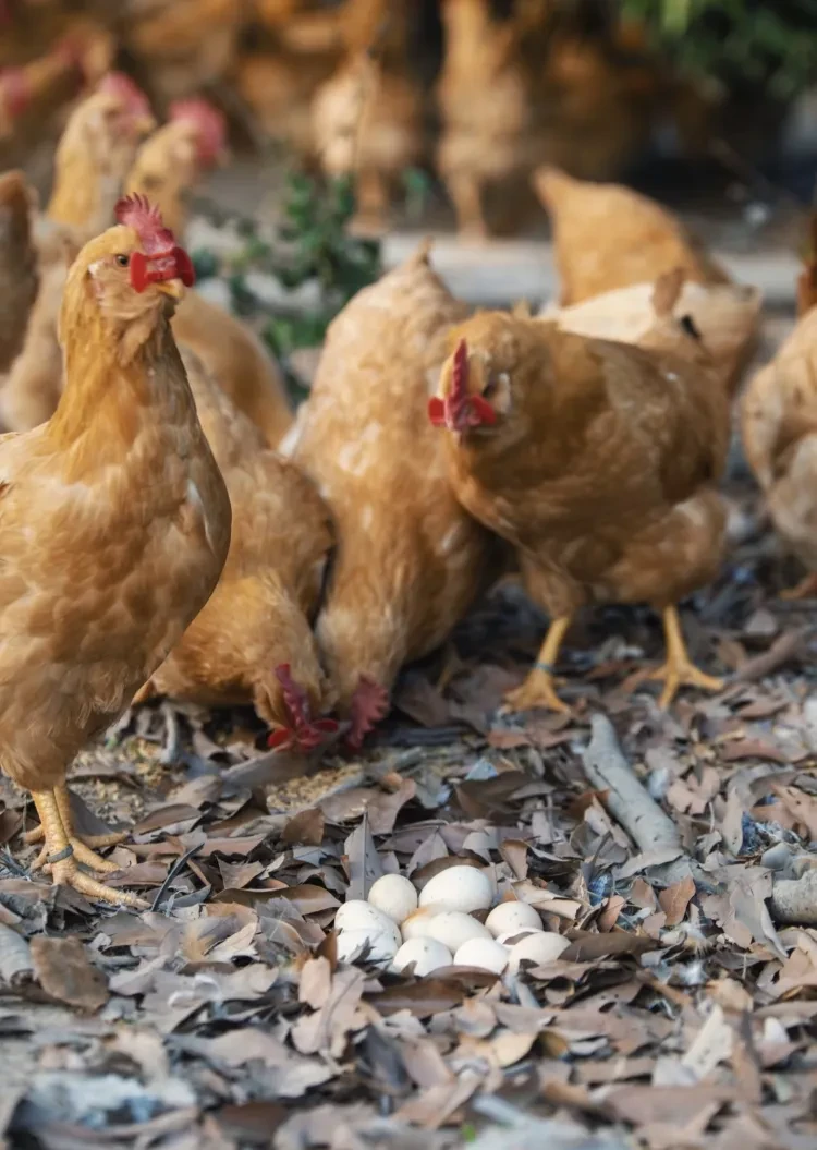 8851910cbe59f54f4abbc80d3ecdea62-sz_551885