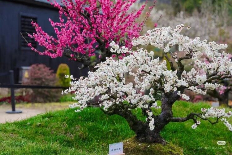 🎯千亩梅林，邀您赴约，香雪海赏梅啦！周末不加价！🎯399元无锡苏州纯玩三日 连住2晚三钻酒店🎯含2自助早4正餐 🎯赠送古镇游船+香雪海门票 免费棋牌免费唱歌