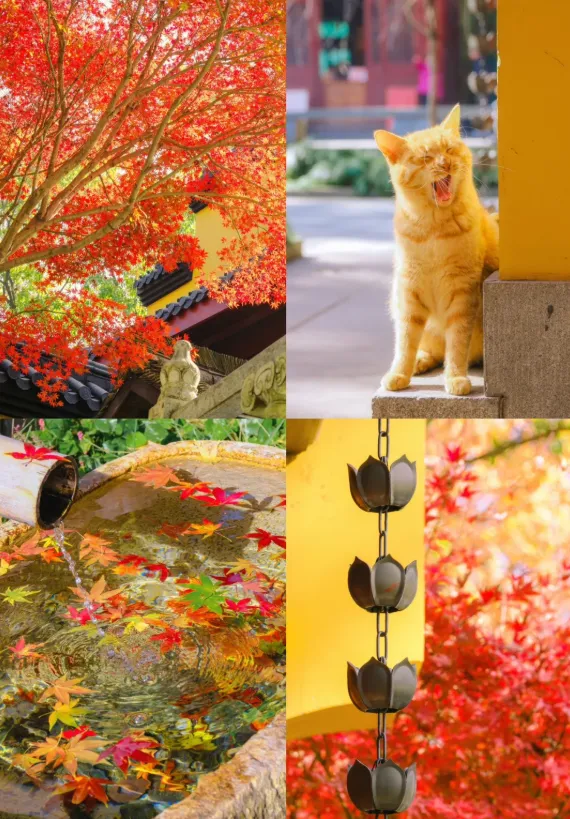 8b064714cd33bf5daa0adafe2adab871-sz_1071202