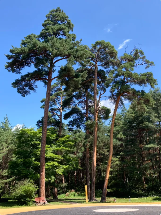 8bb3660a00dad56eddc8142da157550b-sz_1039011