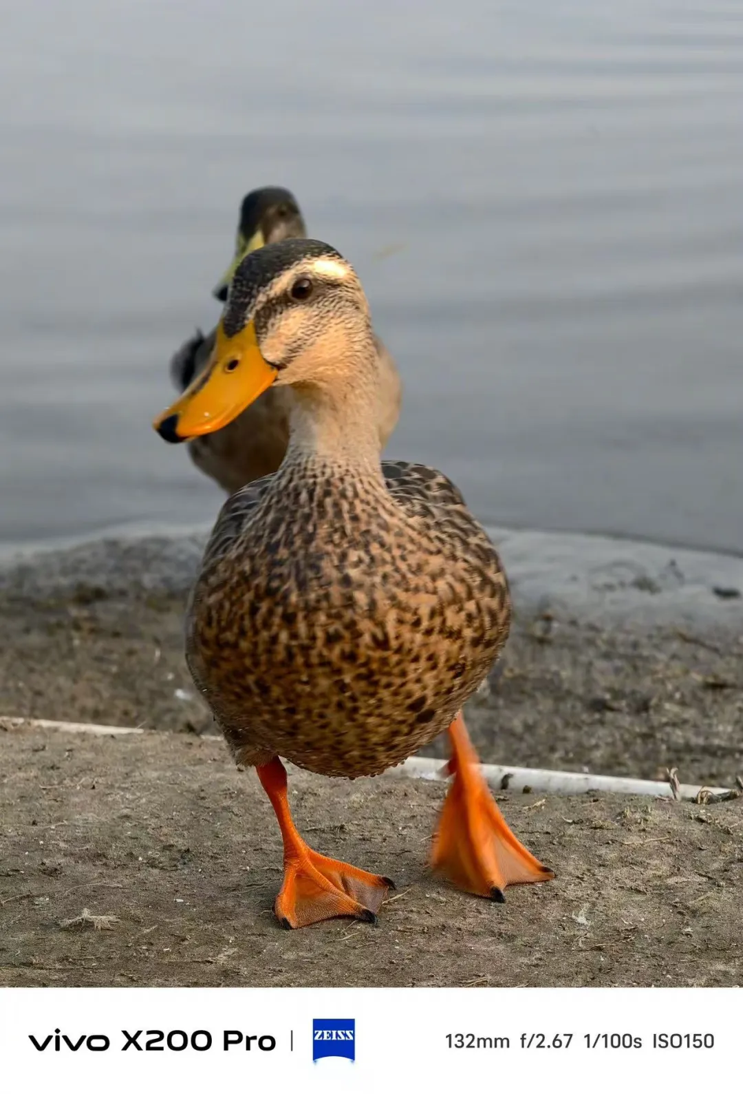 8be1d99599fbfc03645b7583cc649c49-sz_2010609