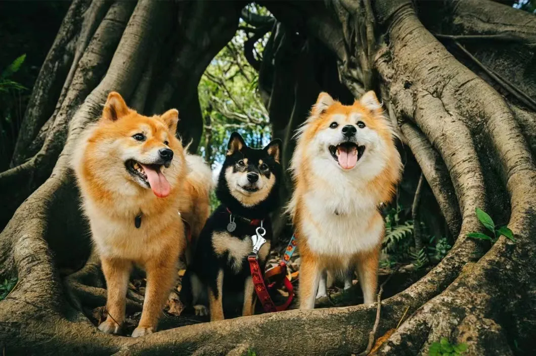 8f85c321d199a5a0f1d7f02b3136317a-sz_236672 8f85c321d199a5a0f1d7f02b3136317a-sz_236672