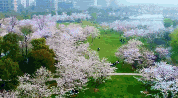 93162efc7fa041423a852dce21063ba1-sz_936368