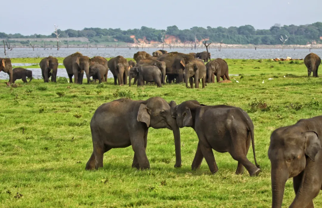 ❤️两人立减1000元【风情斯里兰卡】5999元5晚7日全程5晚网评五钻酒店·中南部精华景点·环线打卡佛教·自然·都市风光