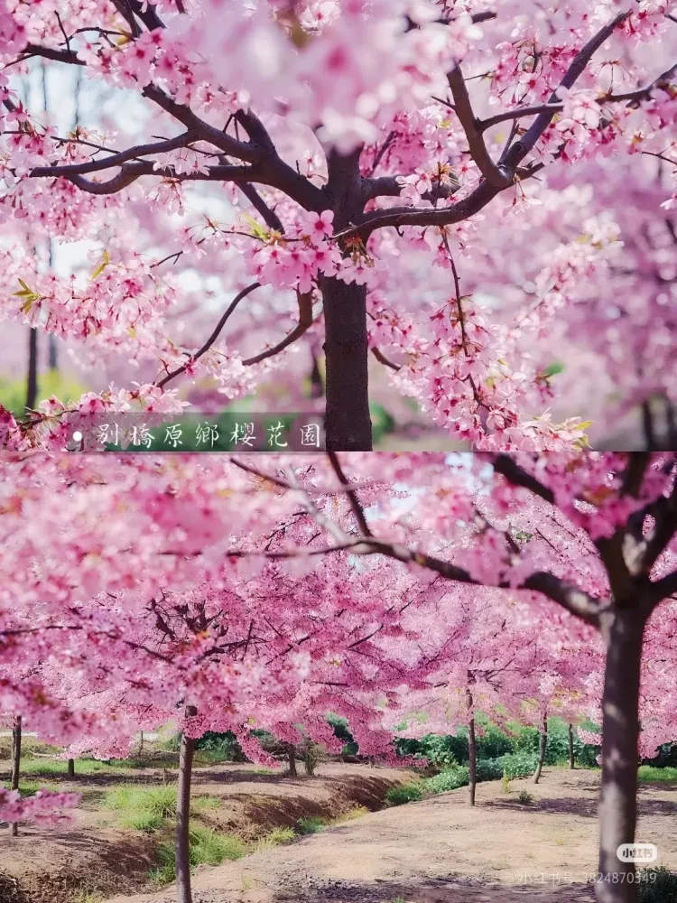 947a6c5d2f1eed4557503866e05f8757-sz_1119328