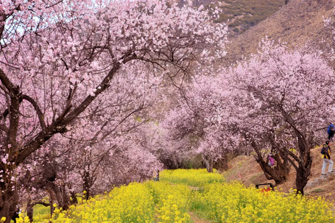 95033c5896a62a0bd4e747c6d35db15f-sz_550755