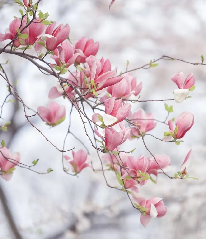 9804ee816e2571e30b07d9db2b43e6c3-sz_456771