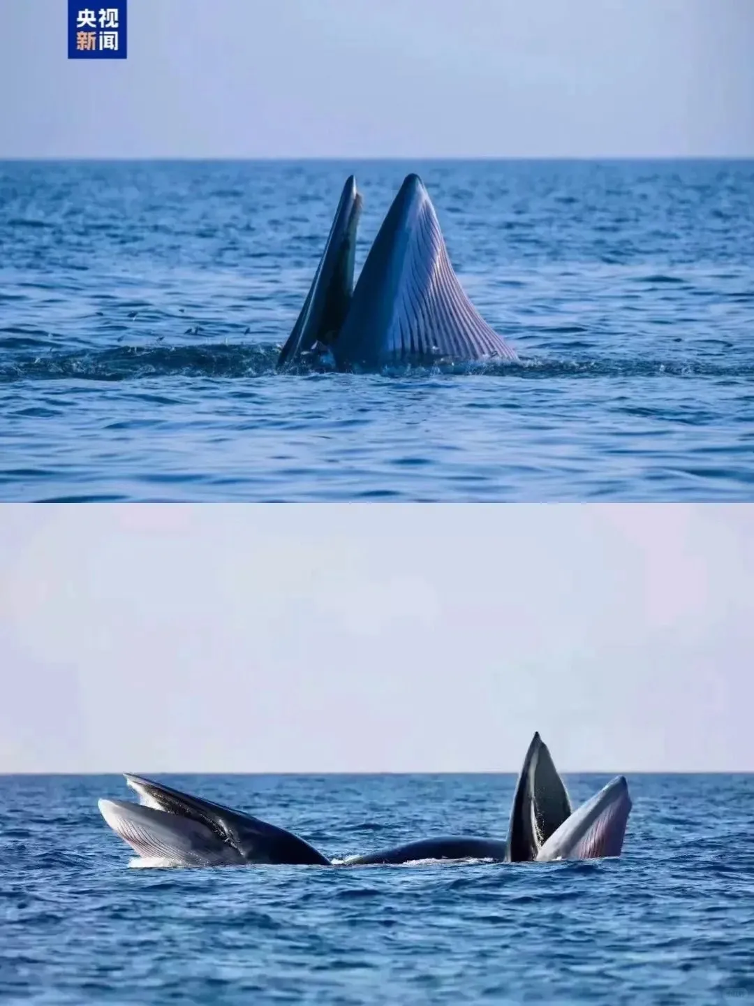 99b9ca43c93a02769ef59ff150a5c0b6-sz_228700