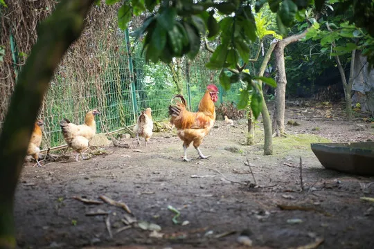 9b0bf25a1d114b6605283cd74320e23b-sz_94353