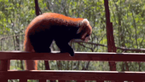 9b68c906d6f3ec95dfbbd03d8cc6e1eb-sz_4737113