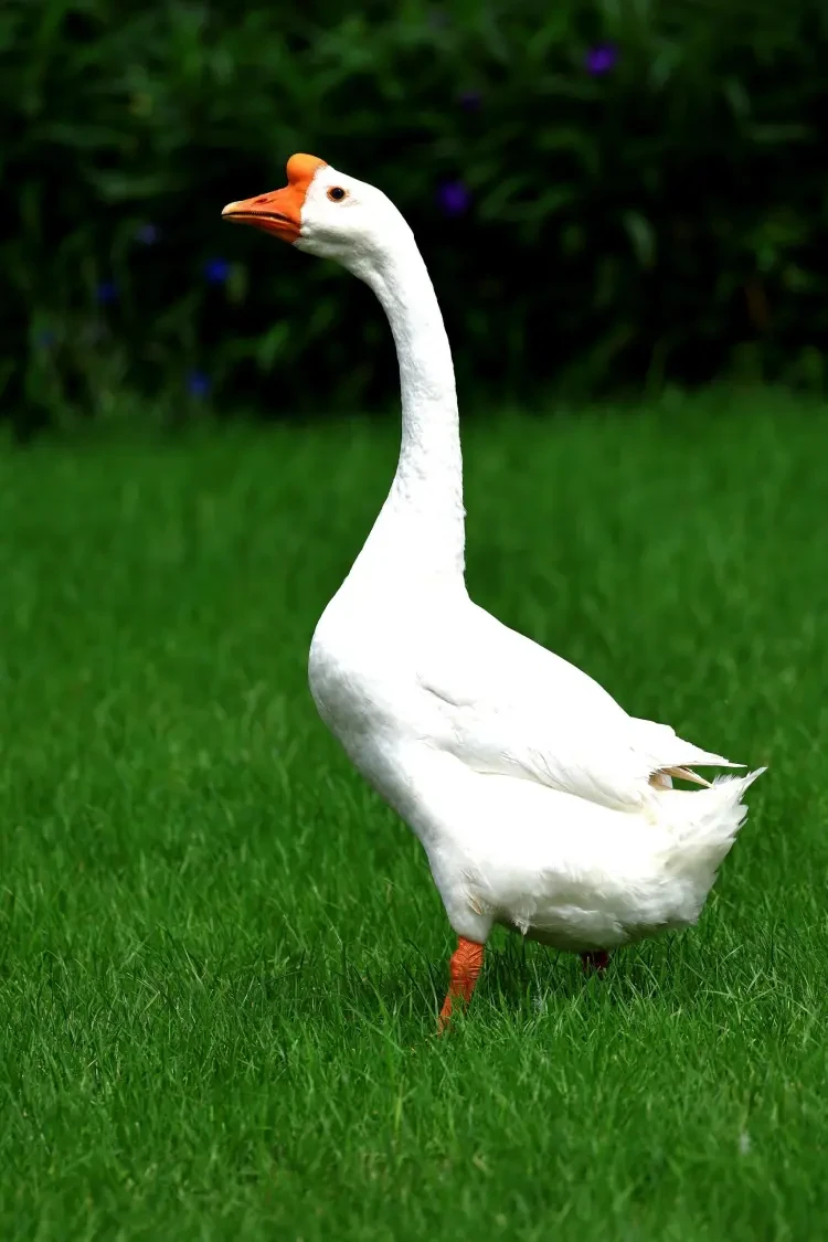 9b9712e80349d72447e6b5021f2d3c3a-sz_364409