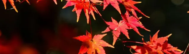 9c816e4c417d7e8a2db3bd0e6e273fb0-sz_166150-1