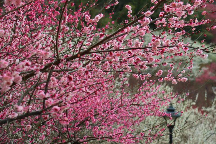 BV9lmNy7kXqQILGw2YrQC_TihVdXB0Ks