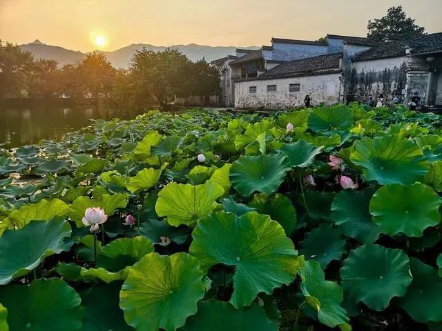 a0dc8438a88e3b6c8954f909d5a83de8-sz_61956-1