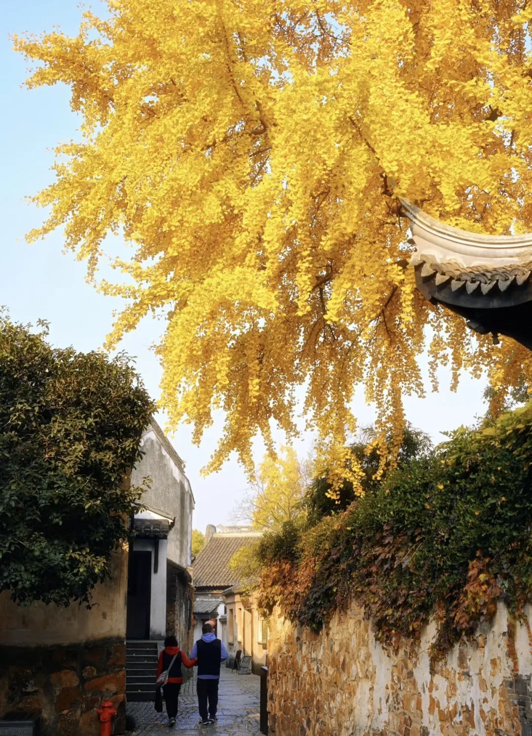 a0f71994d7f807756f795b3f6da46ee8-sz_790537