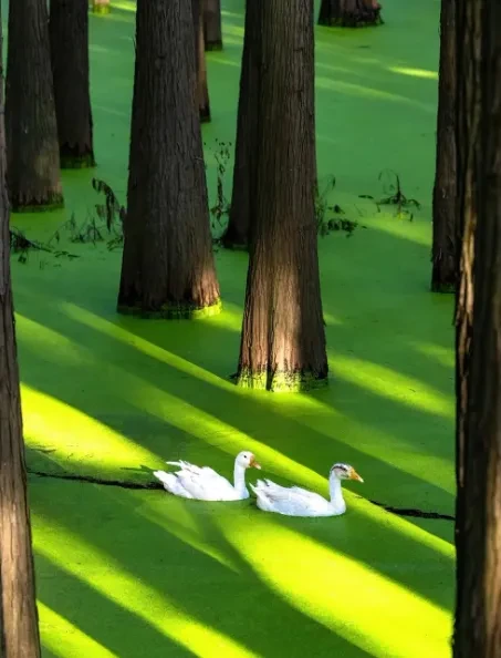 a506128c1995f4db409bac77b78c30e8-sz_693312