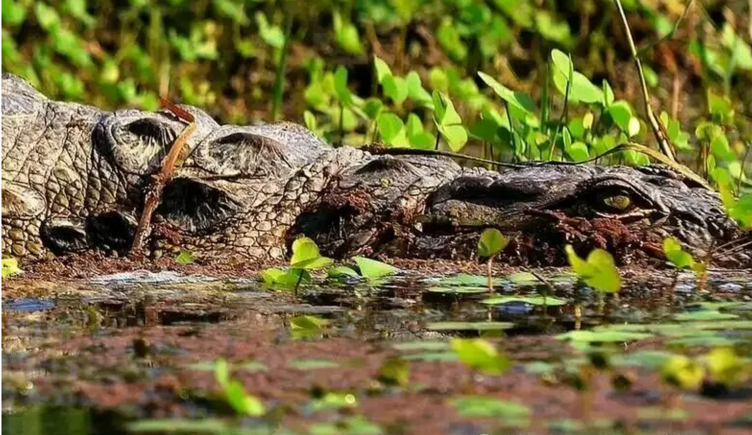 a55621b4244a8861c037a98a56f57a92