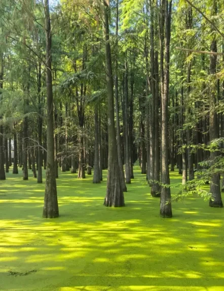 a65182fa857eef756a888637af385106-sz_745512