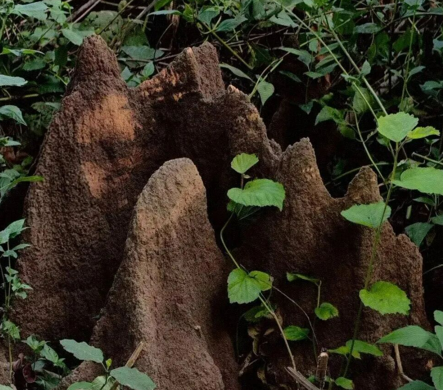 a7771353220f7727dbbd00e254c42e8d