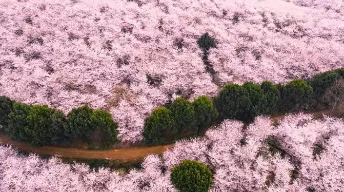 a7a6b9b5348d196724fa2eb6384853e2-sz_723423-1