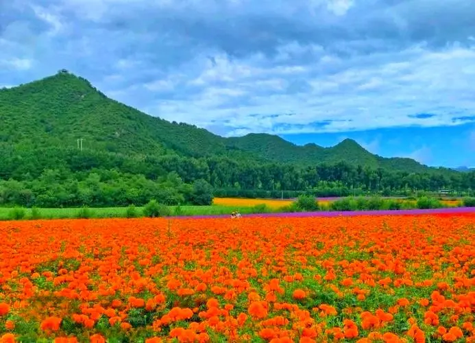 a8202a88e21cac8c6e84382de76f5753-sz_70862