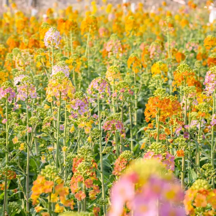 ae6a1a469a2ff74824ff9e03e7713c3e-sz_1571186