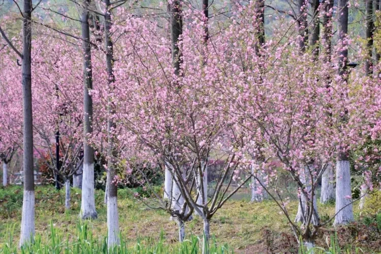 af2695f3ede41326274d5a49d9e4f4aa-sz_264576